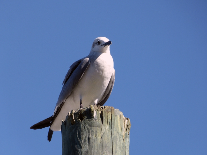 Seagull Sentry at Lunch